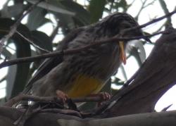 Yellow wattlebird